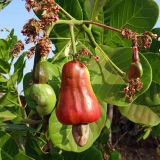 cashew fruit or nut