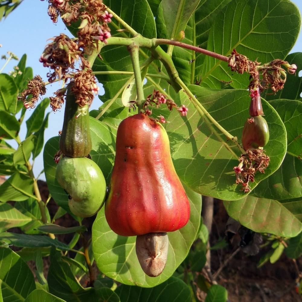 Is Cashew A Fruit Or A Nut ? Here's What's Really Going On Foodiosity