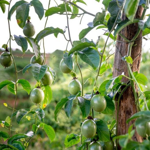 Man Made Fruits And Vegetables - You Might Have Some At Home Right Now ...