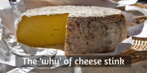 Read more about the article Here’s Exactly Why Cheese Stinks So Bad (+How To Tell When It’s Gone Off)