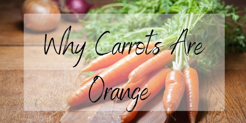 why carrots are orange