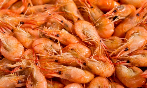 shrimp food (1)