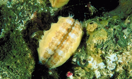 underwater scallop