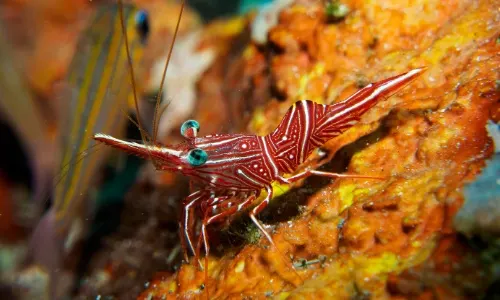 underwater shrimp