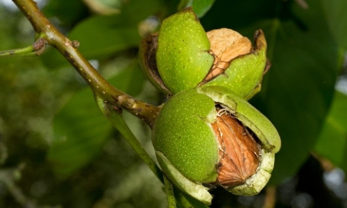 walnut (1)