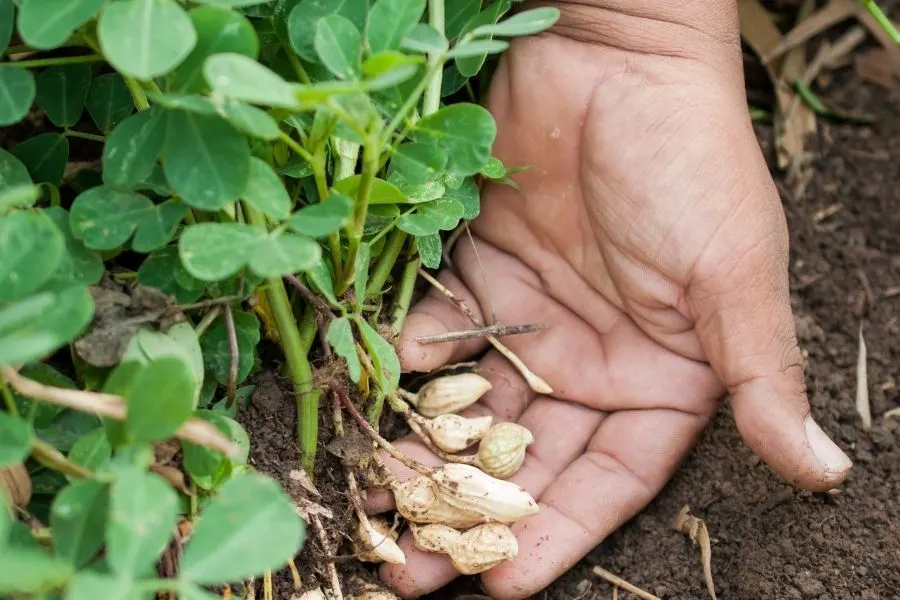 harvested peanuts