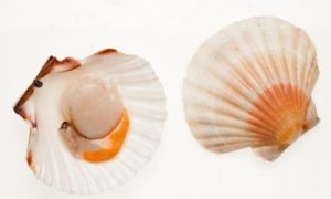 Can You Eat Raw Scallops ? Here's What All The Fuss Is About - Foodiosity