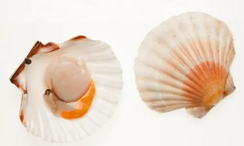 raw scallop