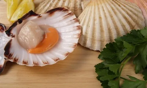 raw scallop (2)