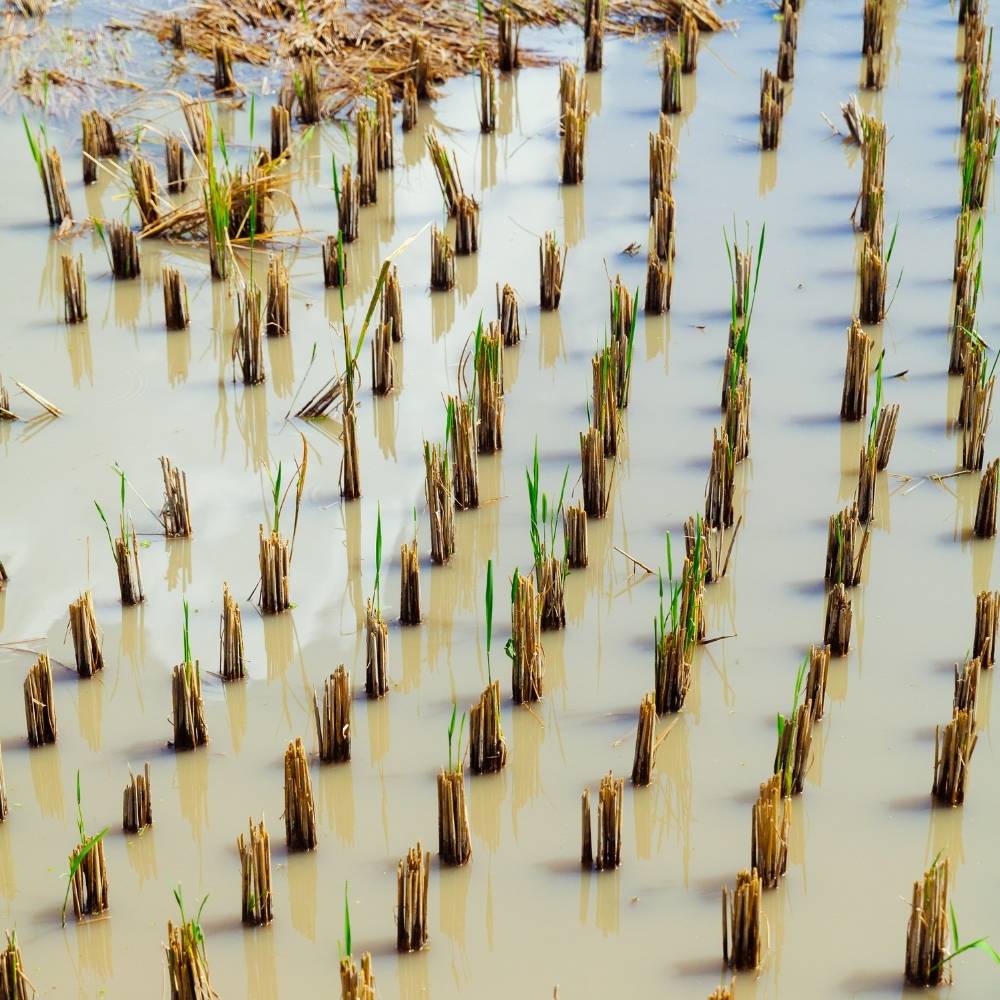 Why Rice Is Grown In Water? Why The Fields Are Flooded Foodiosity