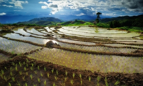 rice paddy (1)