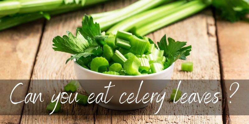 celery leaves