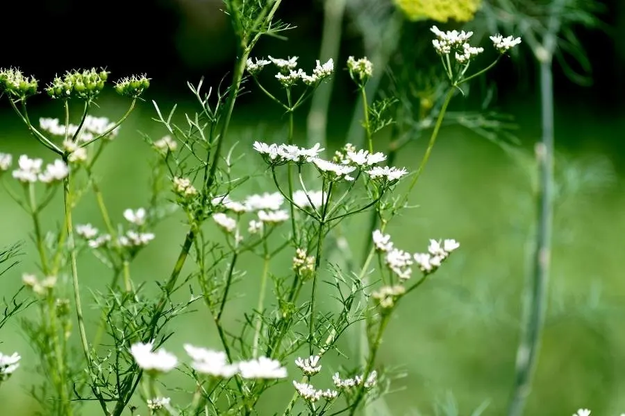 cilantro flowers