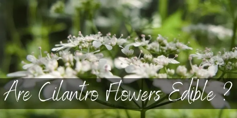cilantro flowers