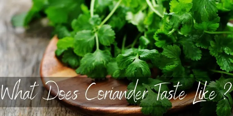 coriander taste