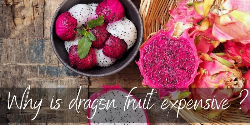 dragon fruit expensive