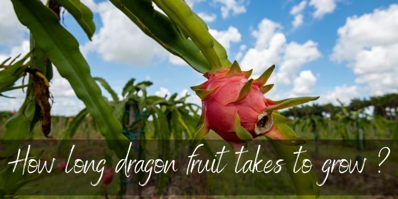 dragon fruit grow
