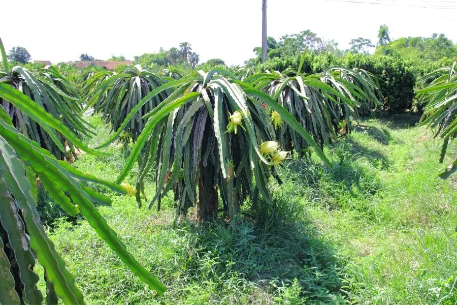 dragon fruit plantation