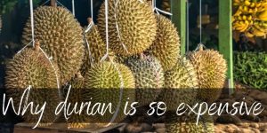 Read more about the article Why Is Durian So Expensive ? 4 Big Reasons