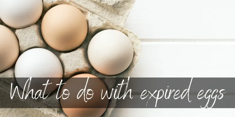 expired eggs
