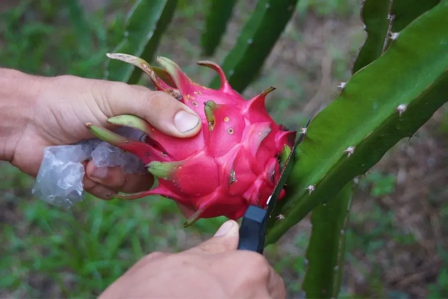 harvest dragon fruit