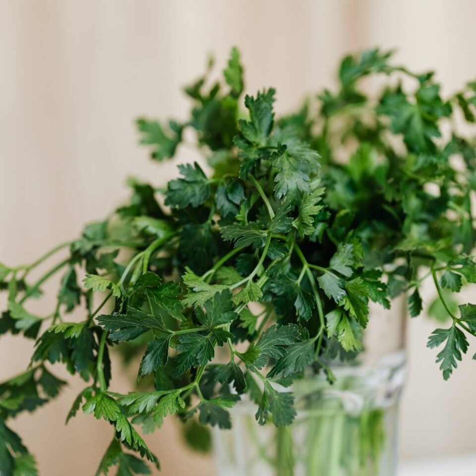 Parsley VS Coriander Differences And How To Tell Them Apart Foodiosity