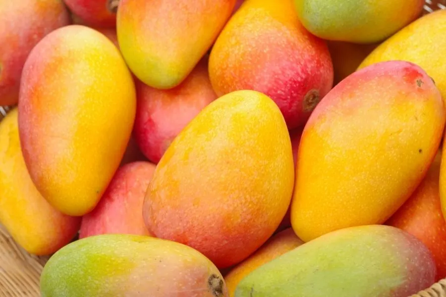 mango