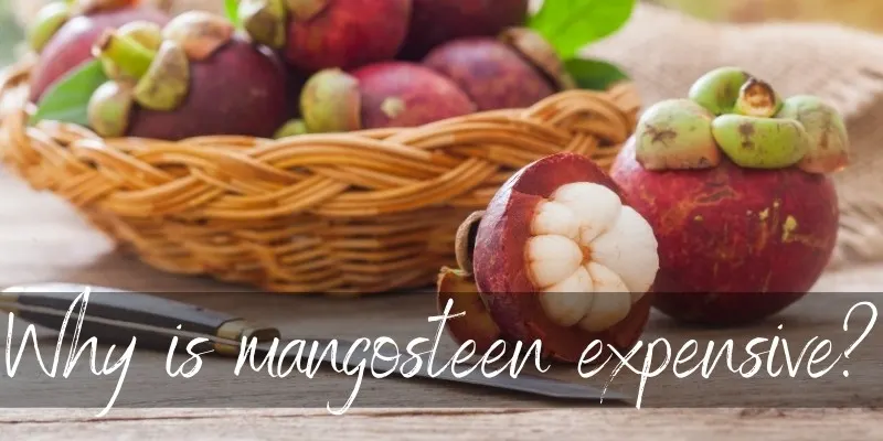 mangosteen expensive