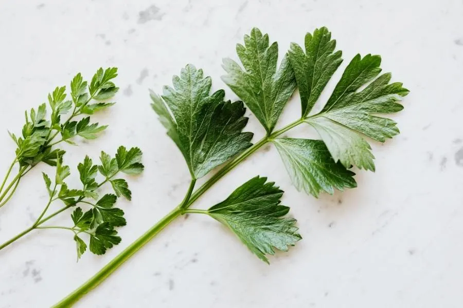 parsley leaf