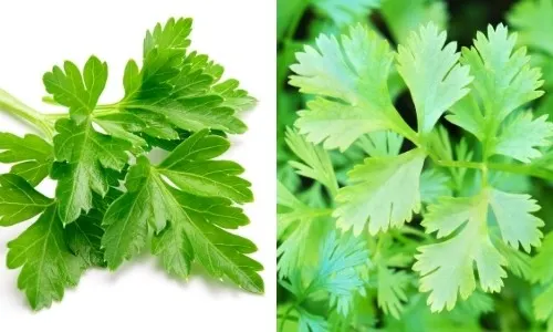 parsley and coriander