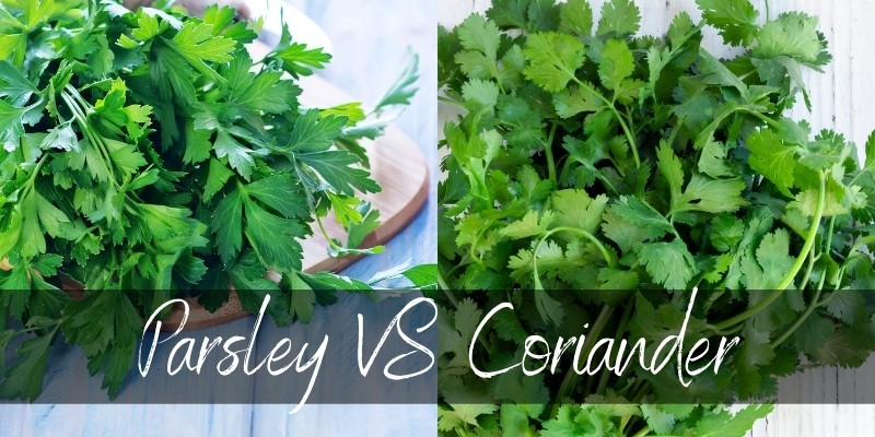 parsley vs coriander