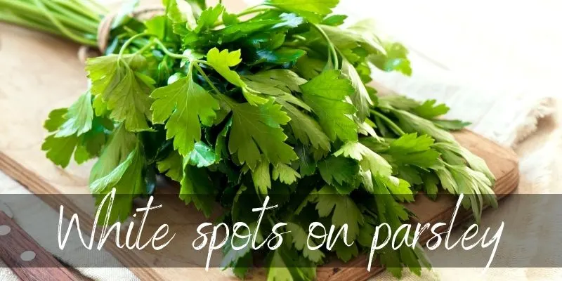 parsley