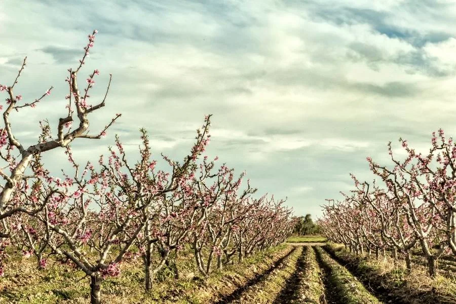 peach trees