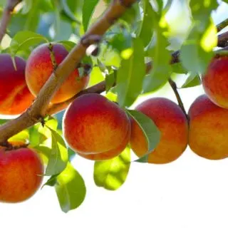 peaches trees
