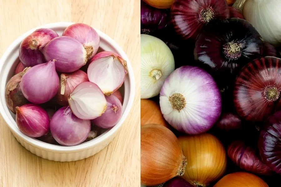 shallots vs onions
