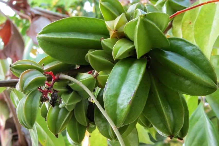 star fruit tree