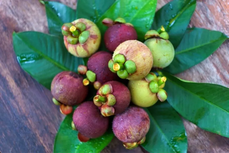 unripe mangosteen