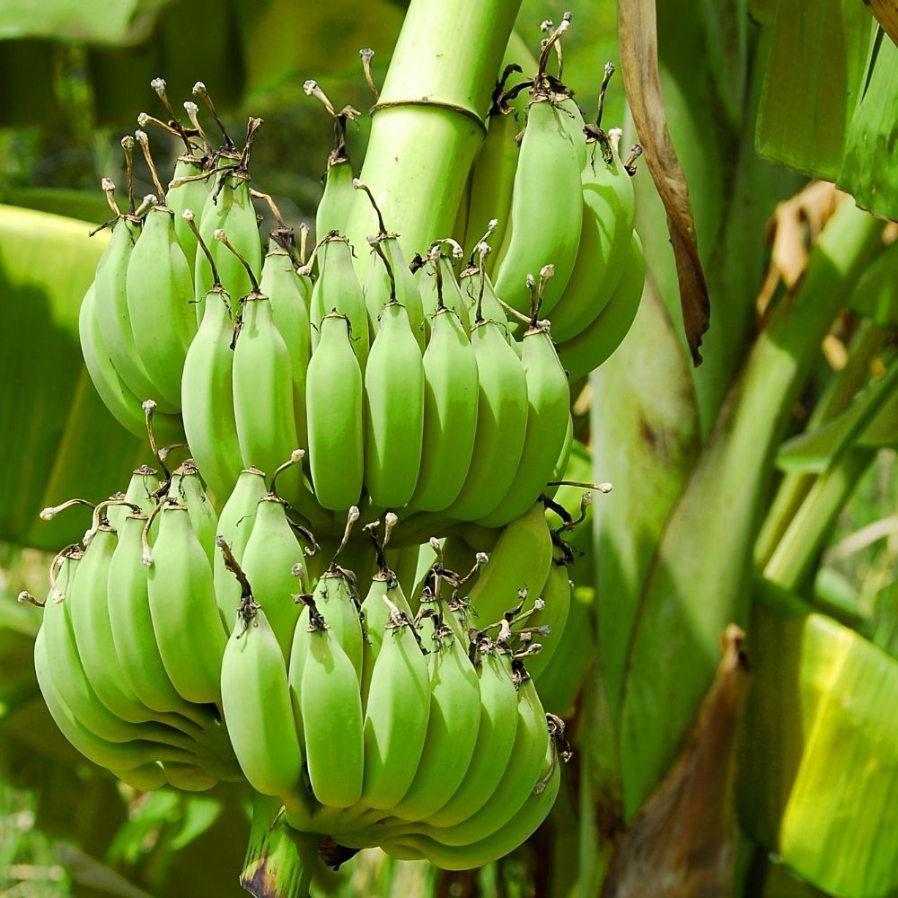 are-wild-bananas-edible-what-do-they-taste-like-foodiosity