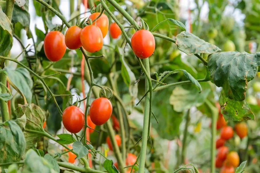 Grape tomato