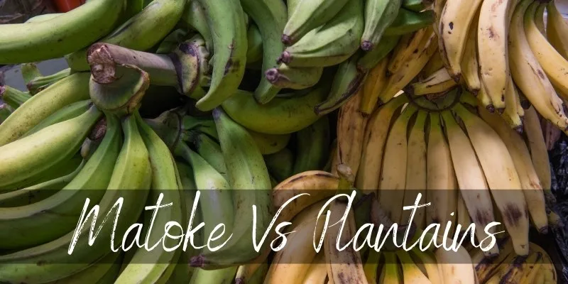 Matoke Vs Plantains