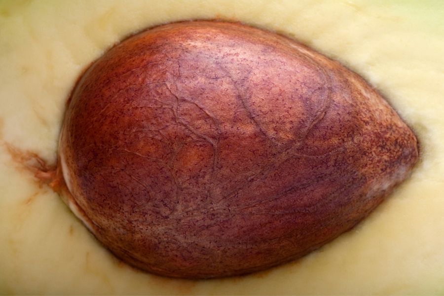avocado pit