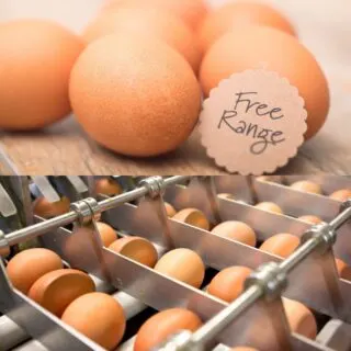battery vs free range eggs