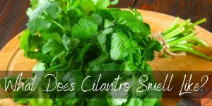Read more about the article What Does Cilantro Smell Like ?