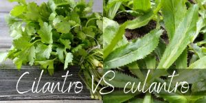Read more about the article Culantro VS Cilantro – 3 Ways They Differ, And How To Use Them