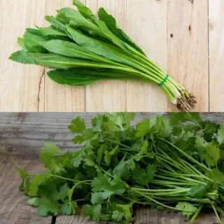 culantro vs cilantro