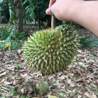 durian smell