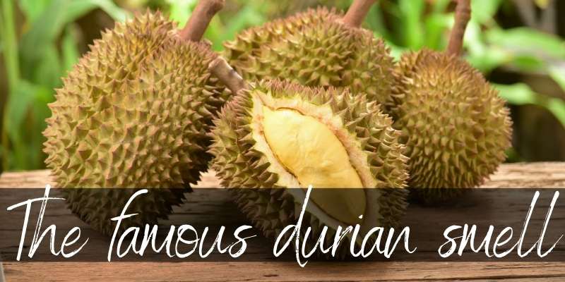 durian smell