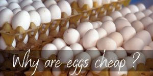 Read more about the article Why Are Eggs So Cheap ? Here’s What We Know