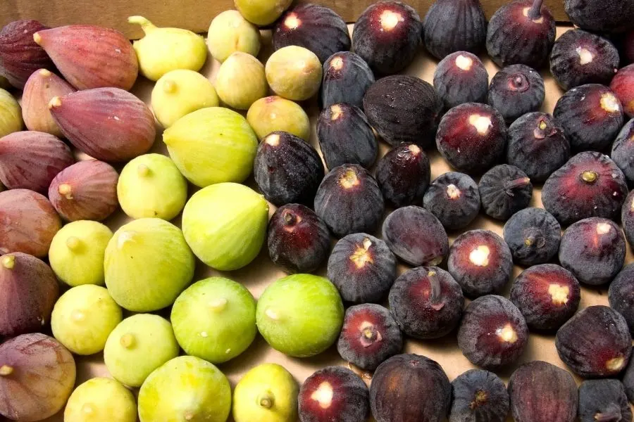 figs variety