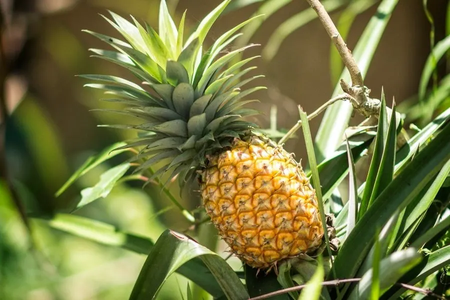 growing pineapple